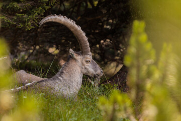 Alpine ibex (Capra ibex) in the high mountains between mountain pines