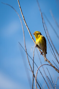 Canary (serinus canaria) perched on a branch