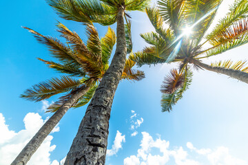 Sun shining over tropical palm trees