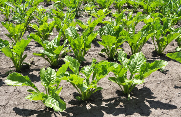 On the farm field grow sugar beets