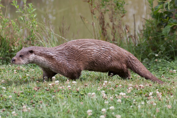 Otter walking along the waters edge