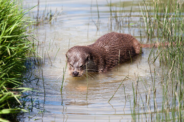 Eurasian Otter (Lutra lutra) in natural habitat