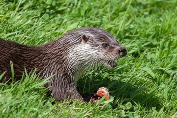 Eurasian Otter (Lutra lutra) in natural habitat