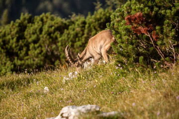 Young alpine ibex (Capra ibex) at Benediktenwand mountain, Bavaria, Germany