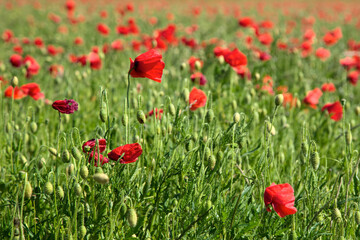 Field of Poppies in Sussex