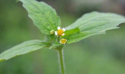 In the field it blooms galinsoga parviflora