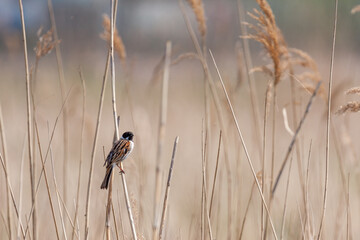 Reed Bunting (Emberiza schoeniclus)