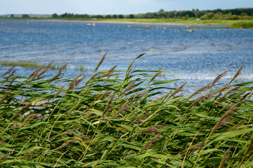 reeds in the water