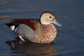 Ringed Teal (Callonetta leucophrys)