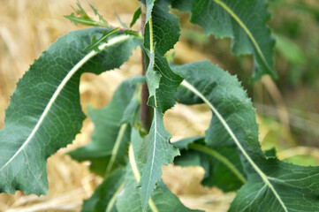 It grows in nature Lactuca serriola
