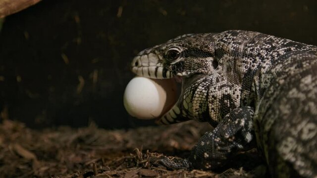 Tegu lizard stealing an egg from a chicken coop