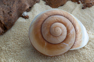 Giant Brown Snail shell