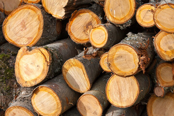 Fototapeta premium Stack of logs