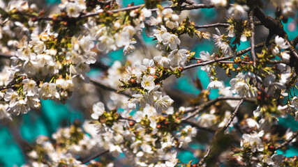 Kwiaty jabłoni kwitnące wiosną - obrazy, fototapety, plakaty