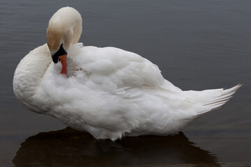 Mute Swan (cygnus olor)