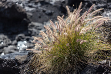 Flowering grass in Tenerife