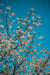 Kwiaty jabłoni kwitnące wiosną na tle błękitnego nieba © Artur