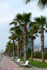 Beautiful palm trees on the Black Sea beach