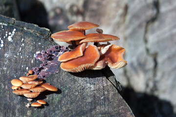 Velvet Shank fungi (Flammulina velutipes)