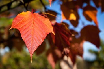 Close-up Acer rufinerve Snake-bark Maple leaf