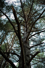 The branches of a tree