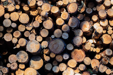 Fototapeta premium Stacked trees in forest after cut