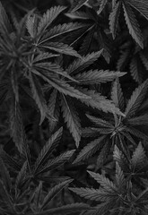 Naklejka na ściany i meble marijuana black background. bush cannabis.