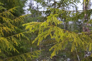 Christmas tree branches in the forest close up in early spring. Fir green branches with dripping drops. Spring drops