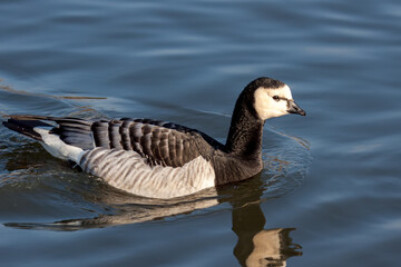 Barnacle Goose (Branta leucopsis) gliding through the water