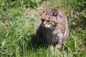 Close-up of an European Wildcat (felis silvestris silvestris)