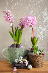 Easter still life with flowers. Pink hyacinths in a decorative garden watering can and a nest with quail eggs.
