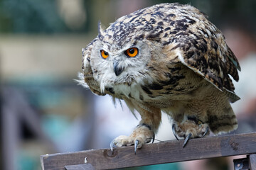 Eurasian Eagle-Owl (Bubo bubo)