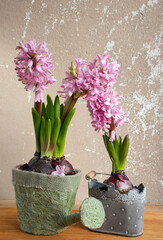 Spring still life, blooming pink hyacinths.
