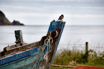 Small bird sitting on an old fishing boat near Cormarty, Highland, Scotland, United Kingdom