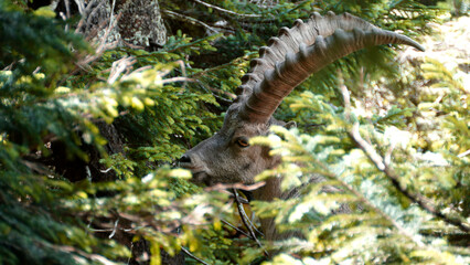 Alpine ibex (Capra ibex) at Benediktenwand mountain, Bavaria, Germany