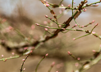 buds of a tree