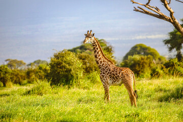 Fototapeta premium Masai Giraffe, Massai-Giraffe in Amboseli National Park, Kenya, Africa