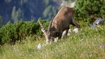 Alpine ibex (Capra ibex) at Benediktenwand mountain, Bavaria, Germany