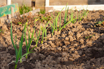 Young garlic grows in the garden. Green sprouts of young garlic. Agriculture garlic plantation.