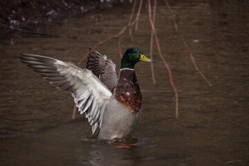 Fototapeta premium Stretching