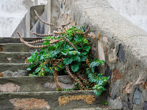 Weeds Have Taken Over Stairs