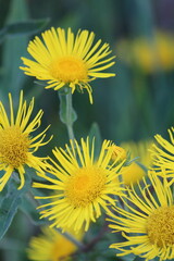 Inula britannica, Meadow Fleabane, Meadow Inula. Yellow heads of wildflowers on a green background outdoors close-up. Vertical.