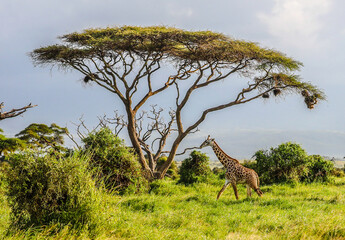 Masai Giraffe, Massai-Giraffe in Amboseli National Park, Kenya, Africa - obrazy, fototapety, plakaty
