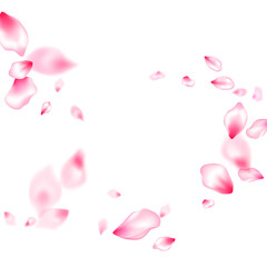 Japanese cherry blossom pink flying petals