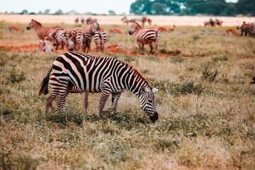 Obraz na płótnie Canvas Zebras in Tsavo East National Park, Kenya, Africa
