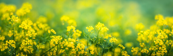 Yellow flowers on a blurred background. Macro shot. Very shallow focus. Summer and spring fantasy flower background. Wide format, free space for design. Floral background concept. - Powered by Adobe