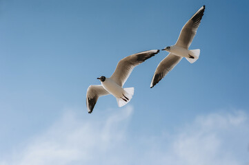 Beautiful white seagulls fly against the blue sky, soaring above the clouds.