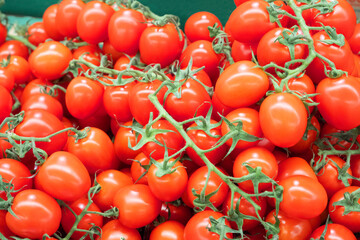 Lots of tomatoes on the branch. Shallow depth of field