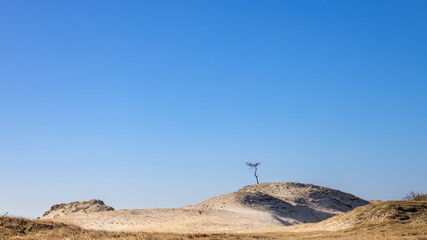 One tree standing on top of dunes under a blue sky at the coast of Burgh-Haamstede at the North Sea in the Netherlands
