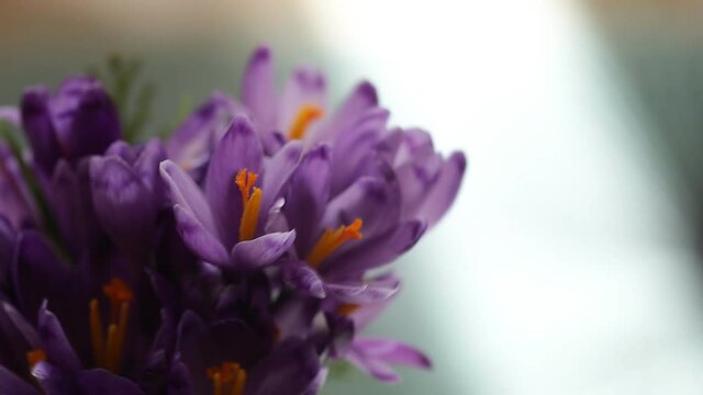 purple flower macro. Spring flowers. Video. Light. 